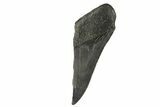 Partial Fossil Megalodon Tooth - South Carolina #332328-1